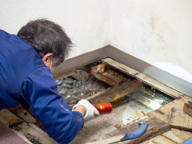 Best Health and Safety Mold Remediation in Rocky Point, WA