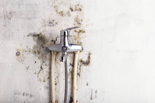 Best Health and Safety Mold Remediation in Rocky Point, WA