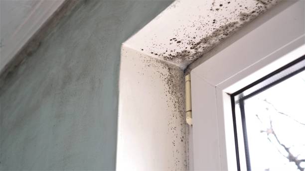 Best Mold Remediation for Specific Building Types in Rocky Point, WA